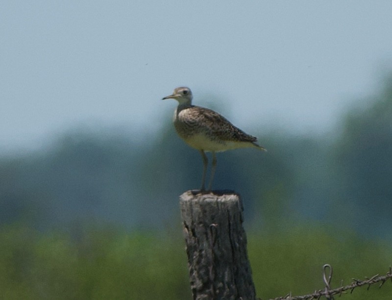 Upland Sandpiper - Jeff Tyson