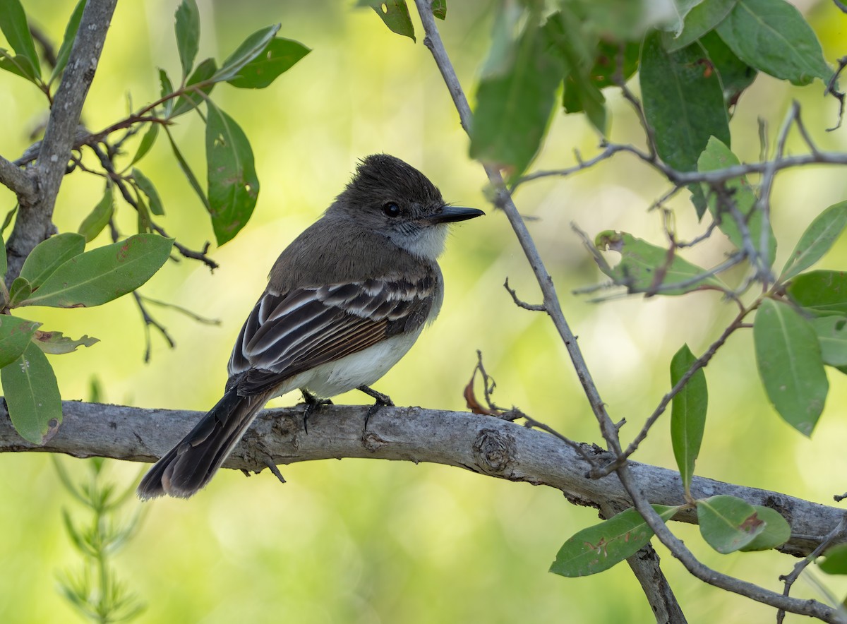 Puerto Rican Flycatcher - ML620794081