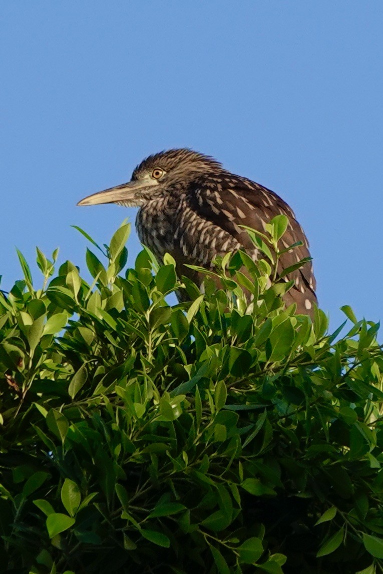 Black-crowned Night Heron - ML620794082