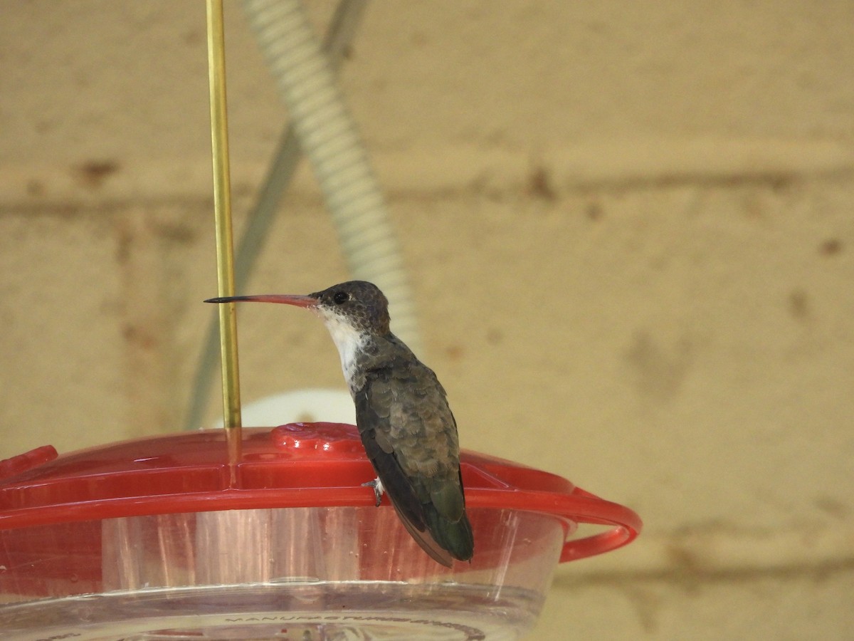 Violet-crowned Hummingbird - ML620794086