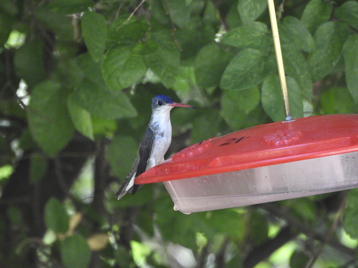 Violet-crowned Hummingbird - ML620794087