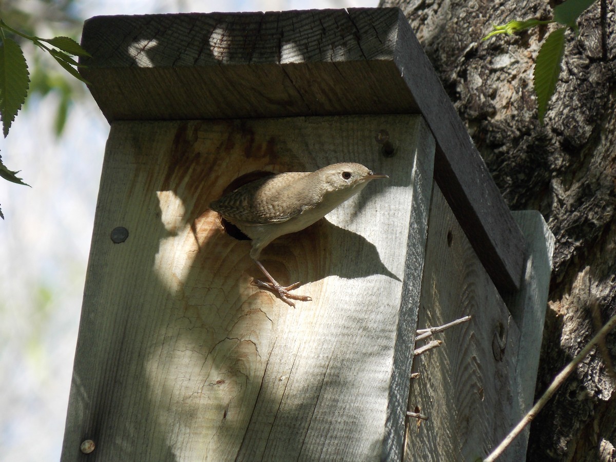 House Wren (Northern) - Dargan Jaeger