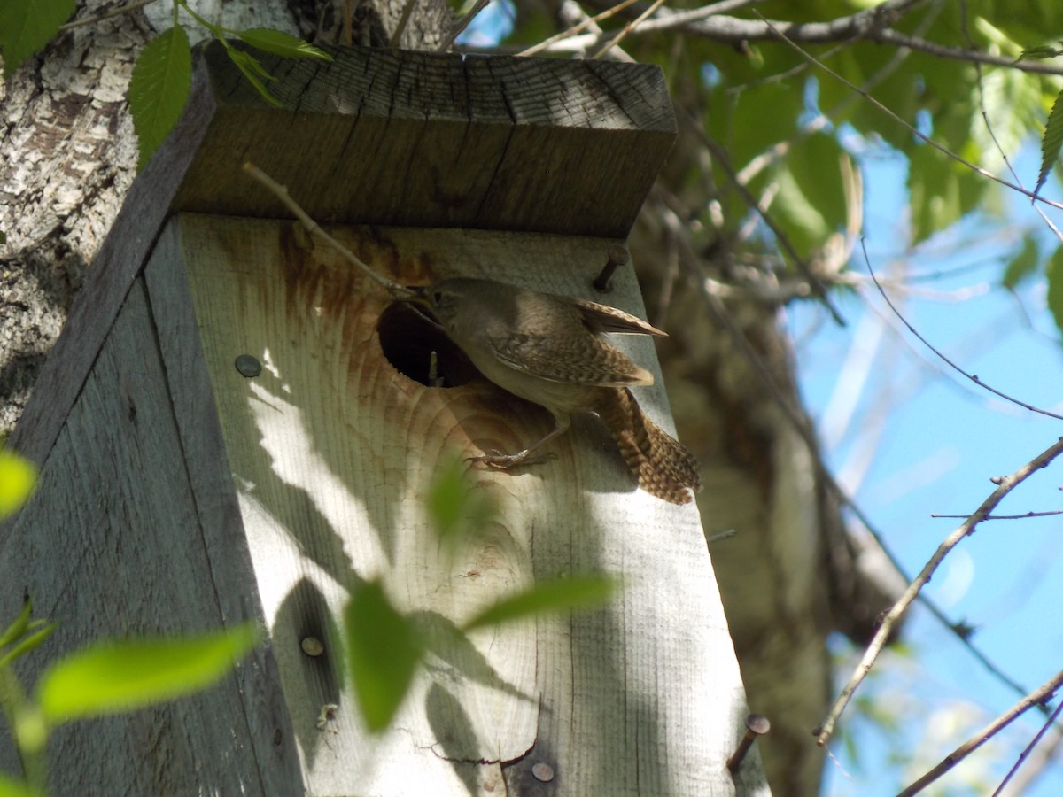 House Wren (Northern) - ML620794090