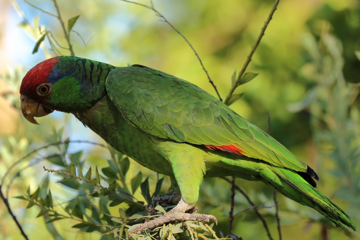 Red-crowned Parrot - ML620794098