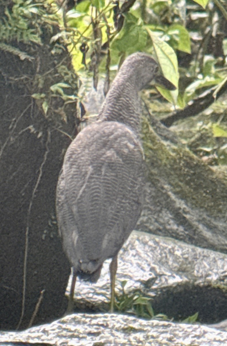 Fasciated Tiger-Heron - ML620794102