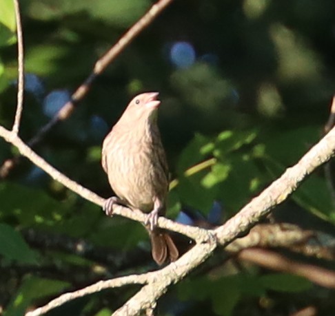 Brown-headed Cowbird - ML620794114