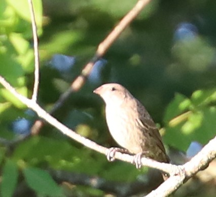 Brown-headed Cowbird - ML620794115