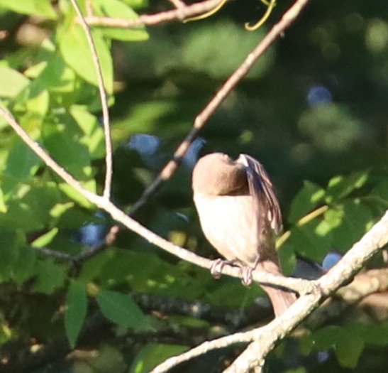 Brown-headed Cowbird - ML620794116