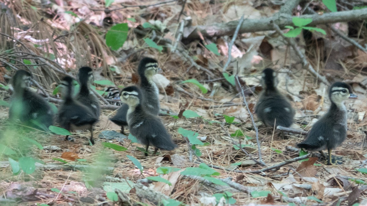 Canard branchu - ML620794122