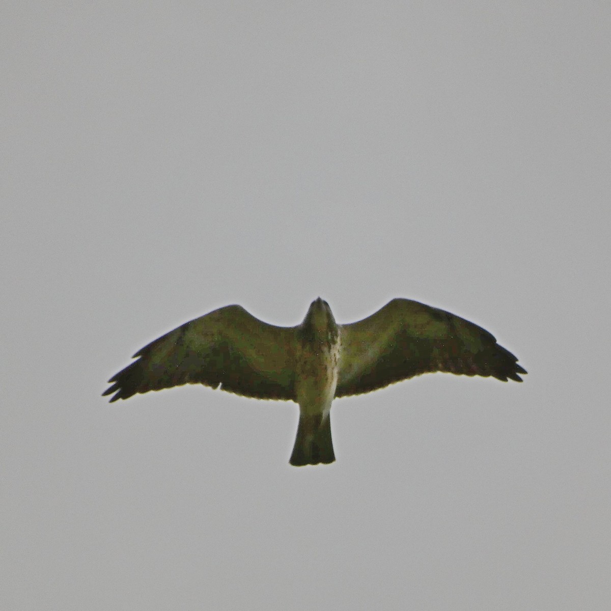 Swainson's Hawk - ML620794131