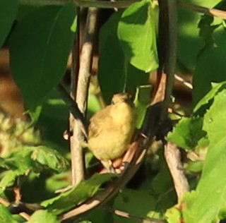 Common Yellowthroat - ML620794133