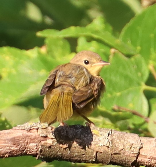 Common Yellowthroat - ML620794134