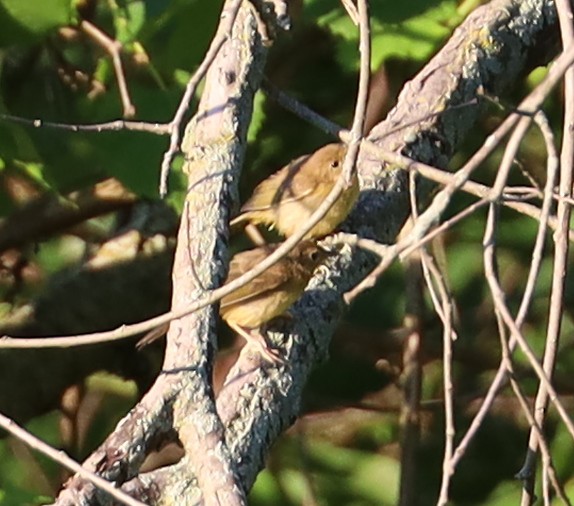 Common Yellowthroat - ML620794135