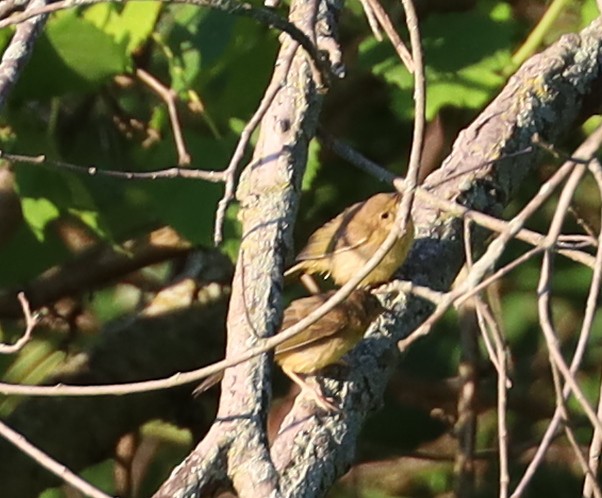 Common Yellowthroat - ML620794136