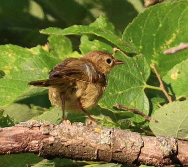 Common Yellowthroat - ML620794137