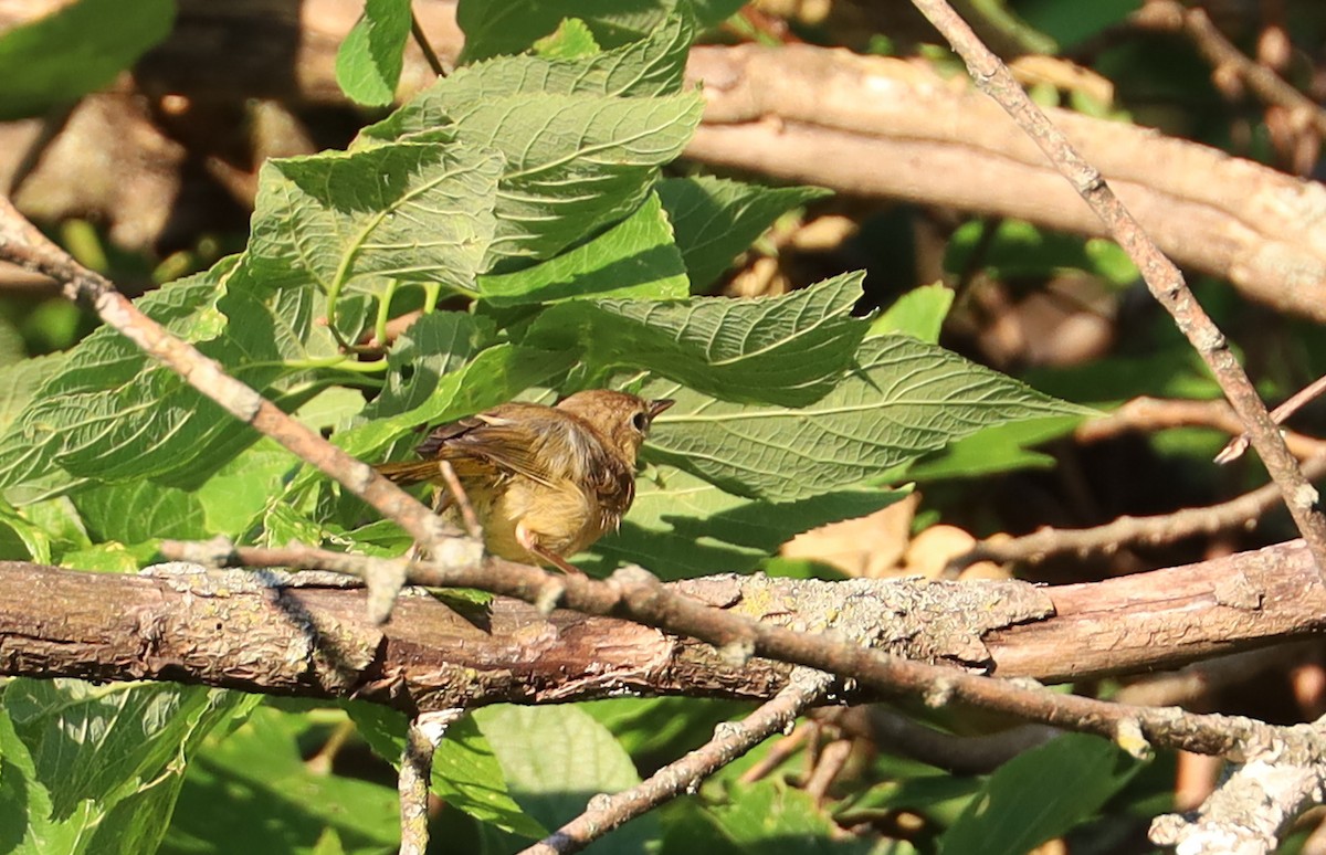 Common Yellowthroat - Birch D