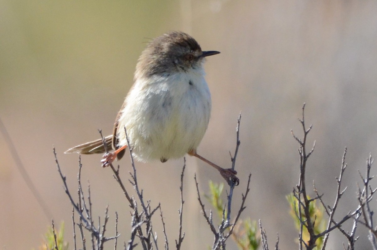 prinia sp. - Cameron Blair