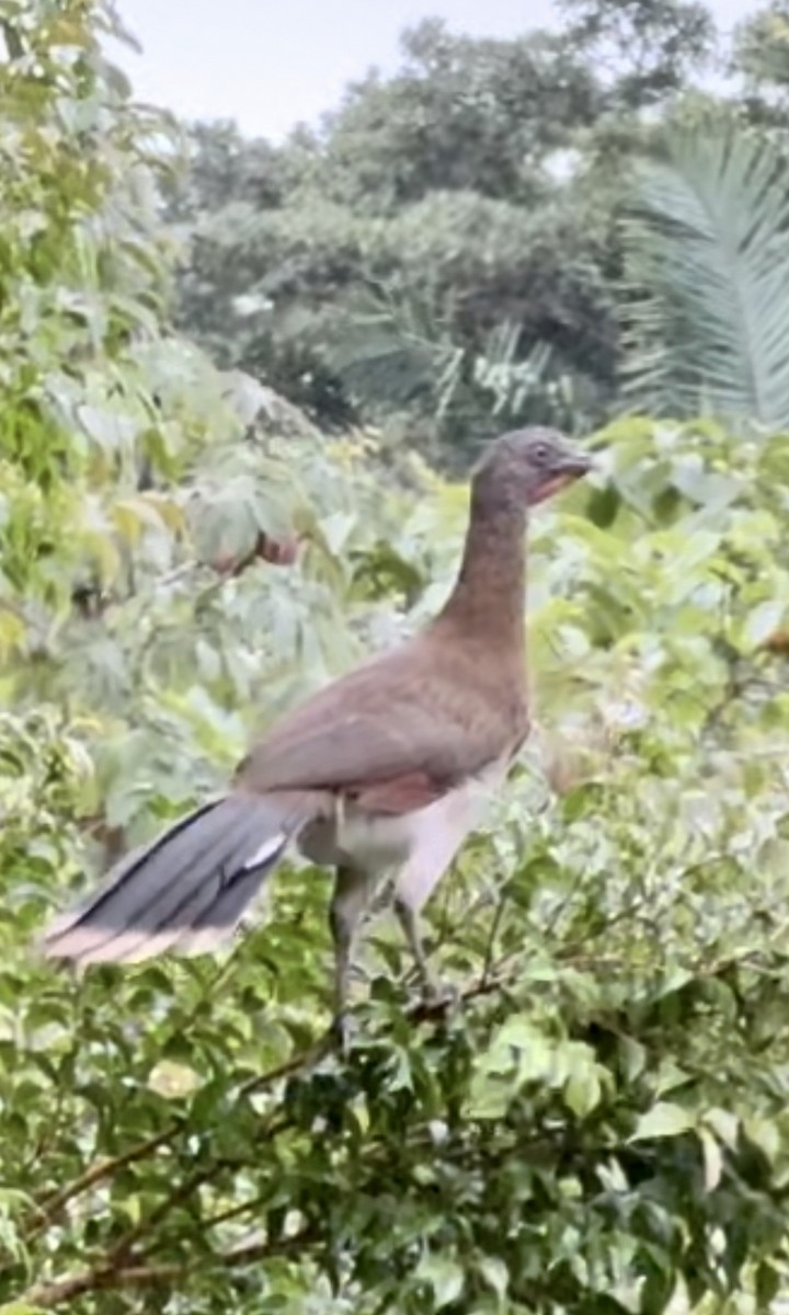 Gray-headed Chachalaca - Karma Tsering