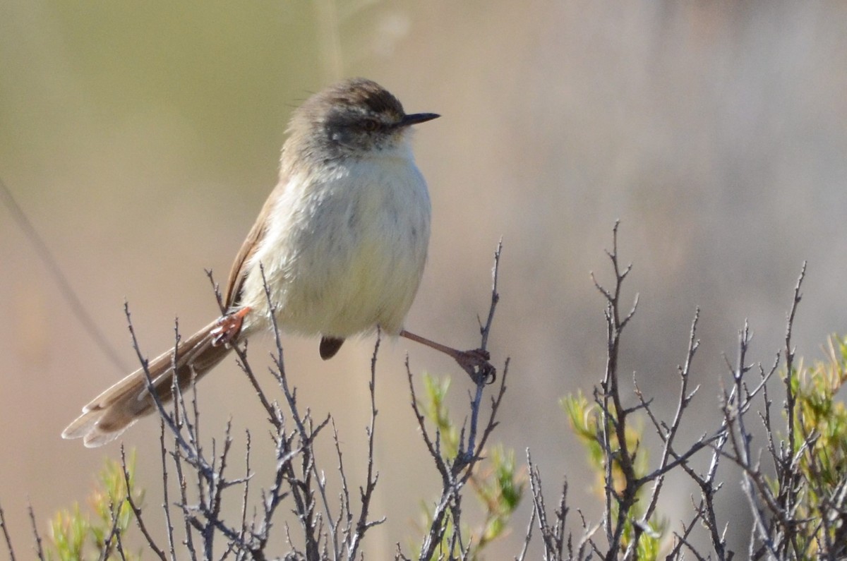 Prinia, unbestimmt - ML620794147