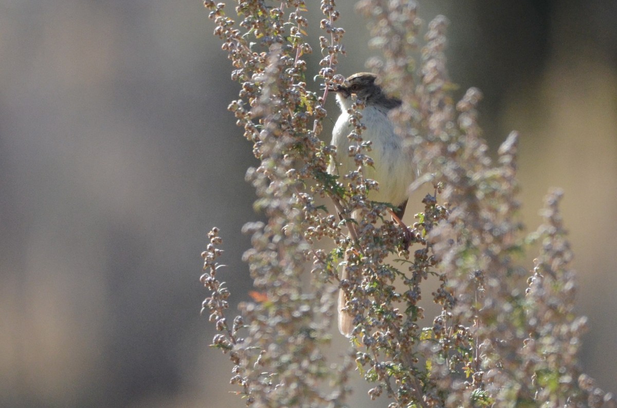 Prinia, unbestimmt - ML620794154