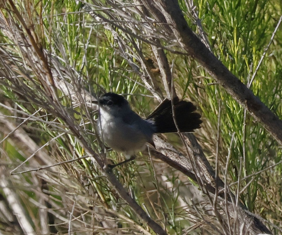 California Gnatcatcher - ML620794155