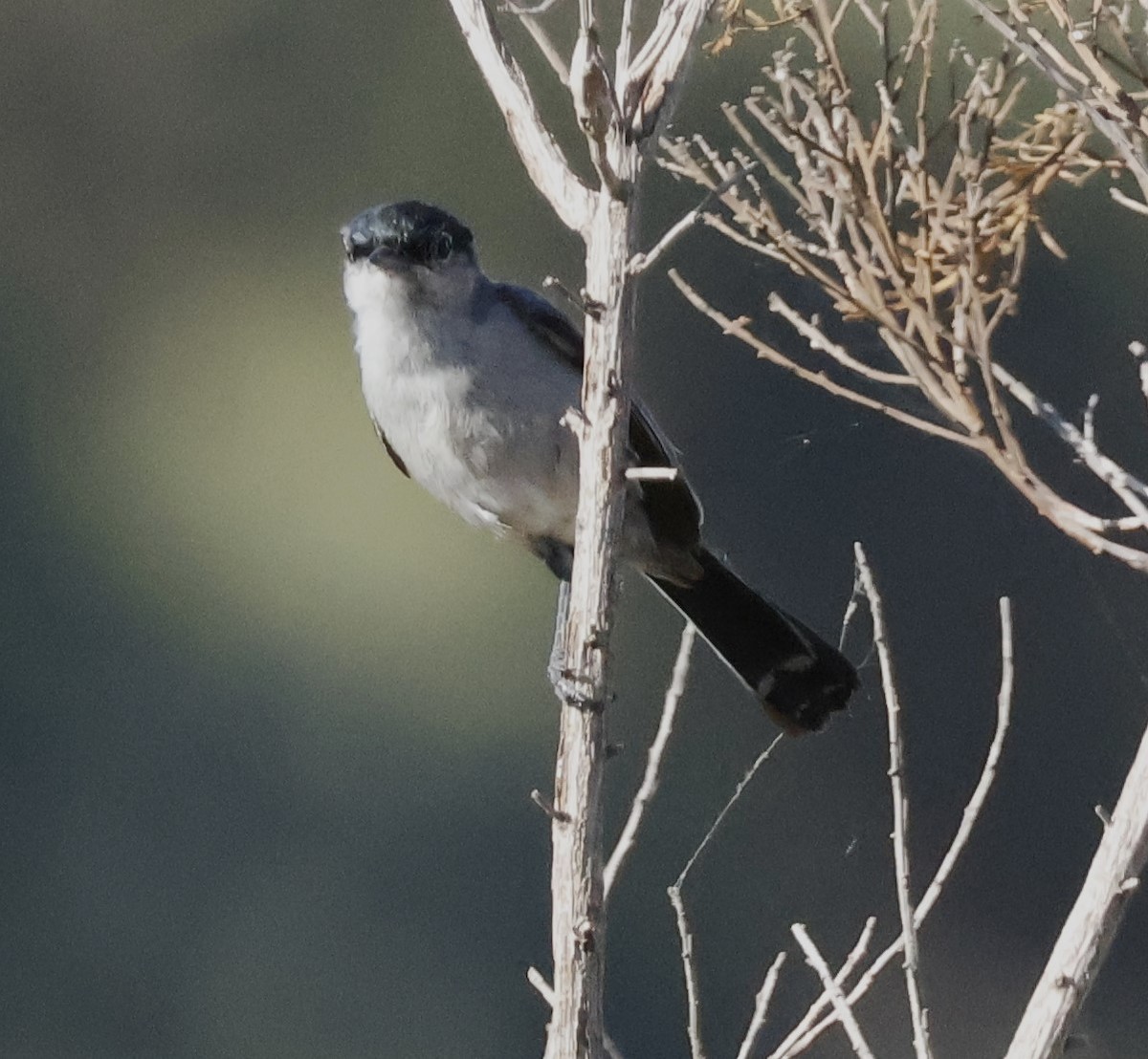 California Gnatcatcher - ML620794156