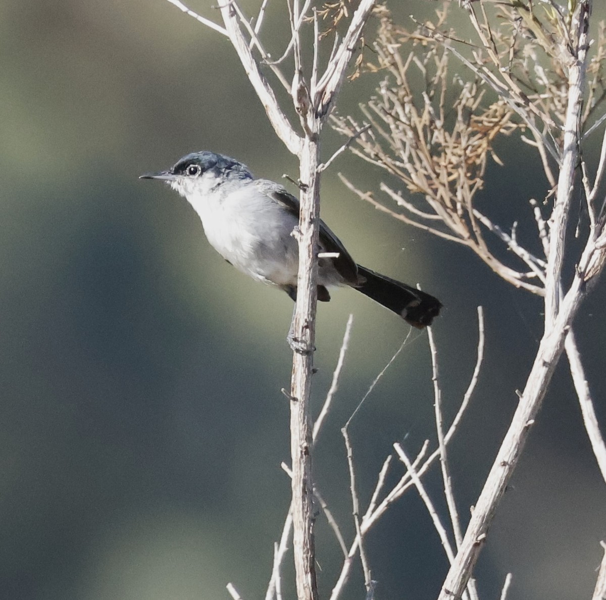 California Gnatcatcher - ML620794157