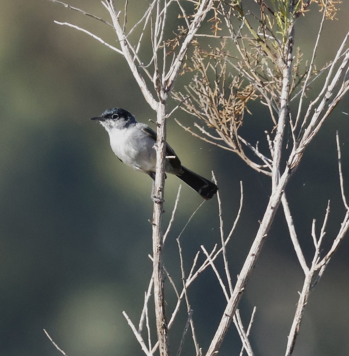 California Gnatcatcher - ML620794158