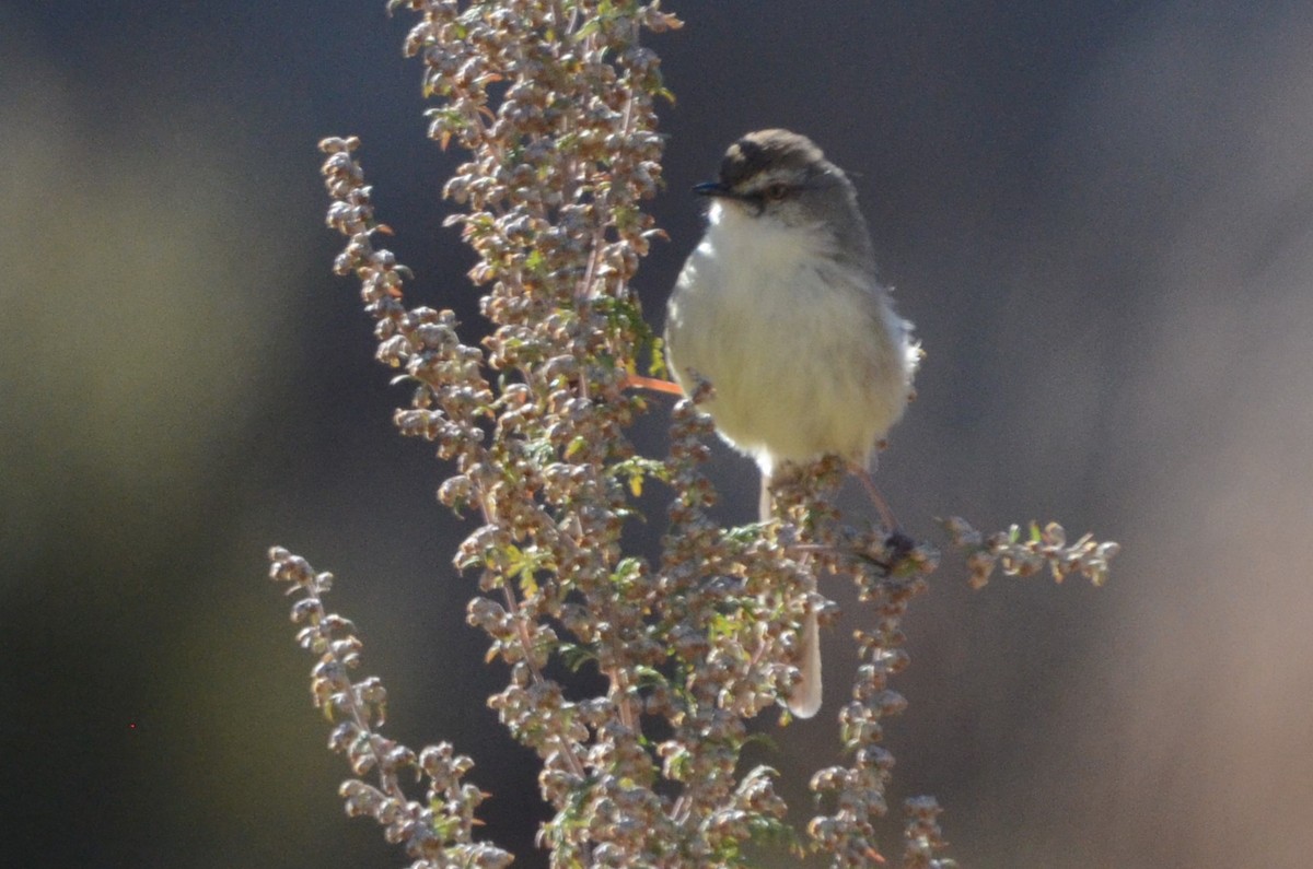 Prinia, unbestimmt - ML620794160