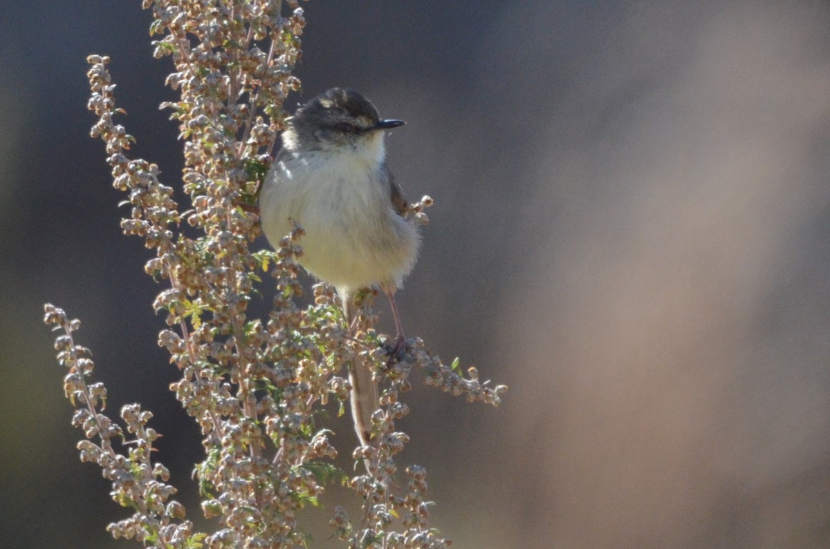 Prinia, unbestimmt - ML620794162