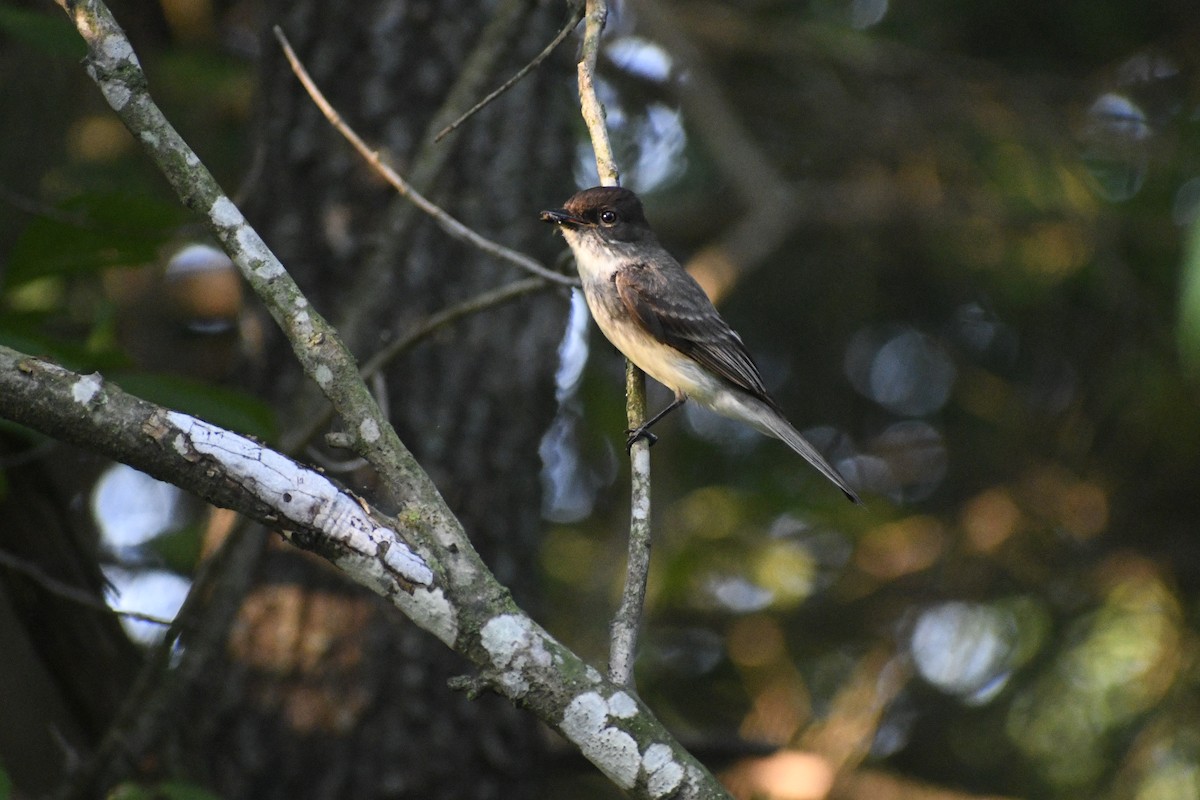 Eastern Phoebe - ML620794165