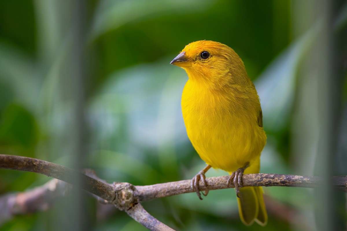 Saffron Finch - ML620794172