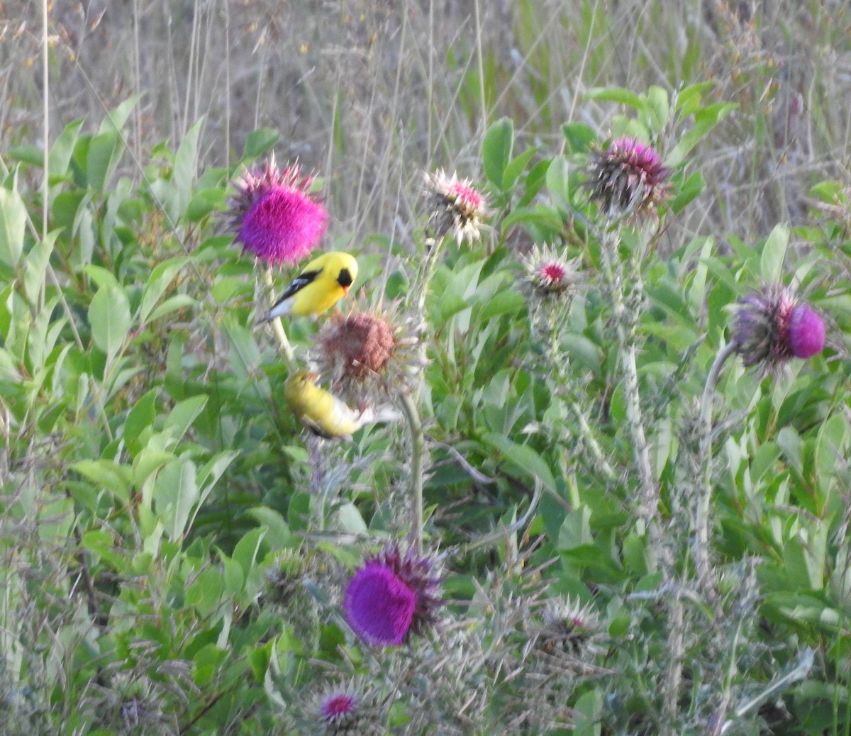 American Goldfinch - ML620794173