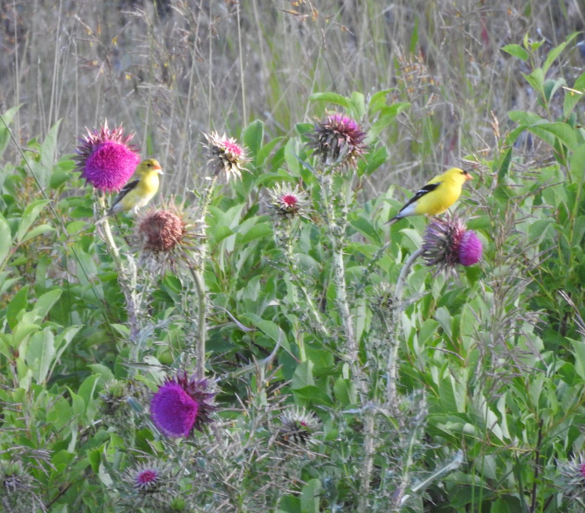 American Goldfinch - ML620794175