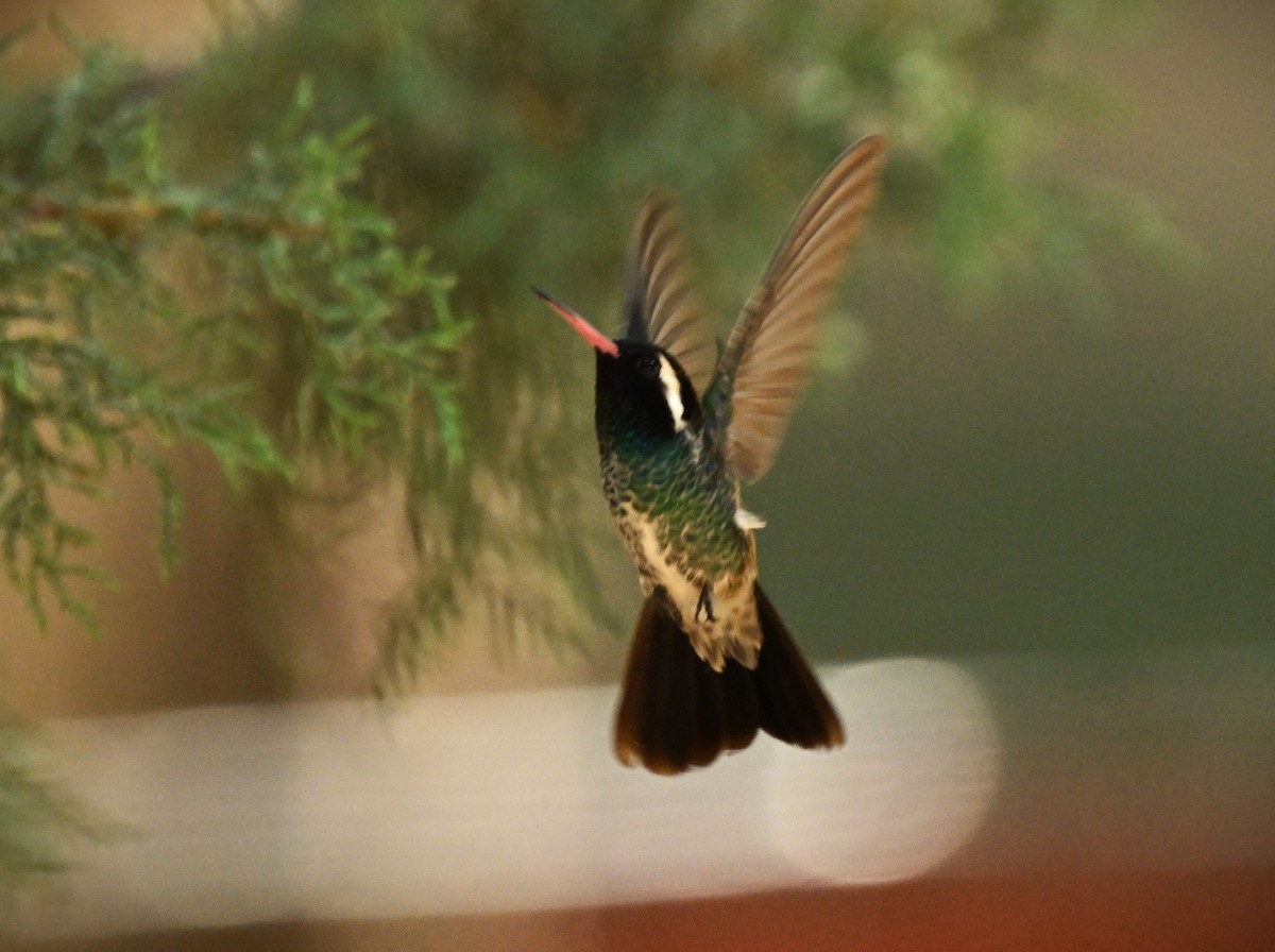 White-eared Hummingbird - ML620794177