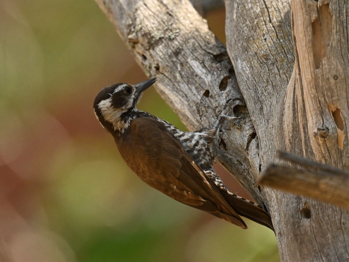 Arizona Woodpecker - ML620794178