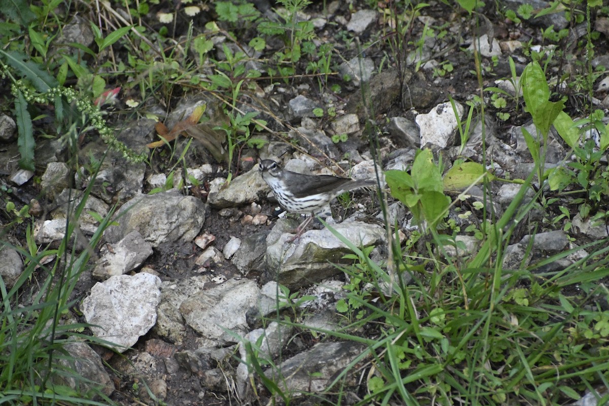 Louisiana Waterthrush - ML620794179