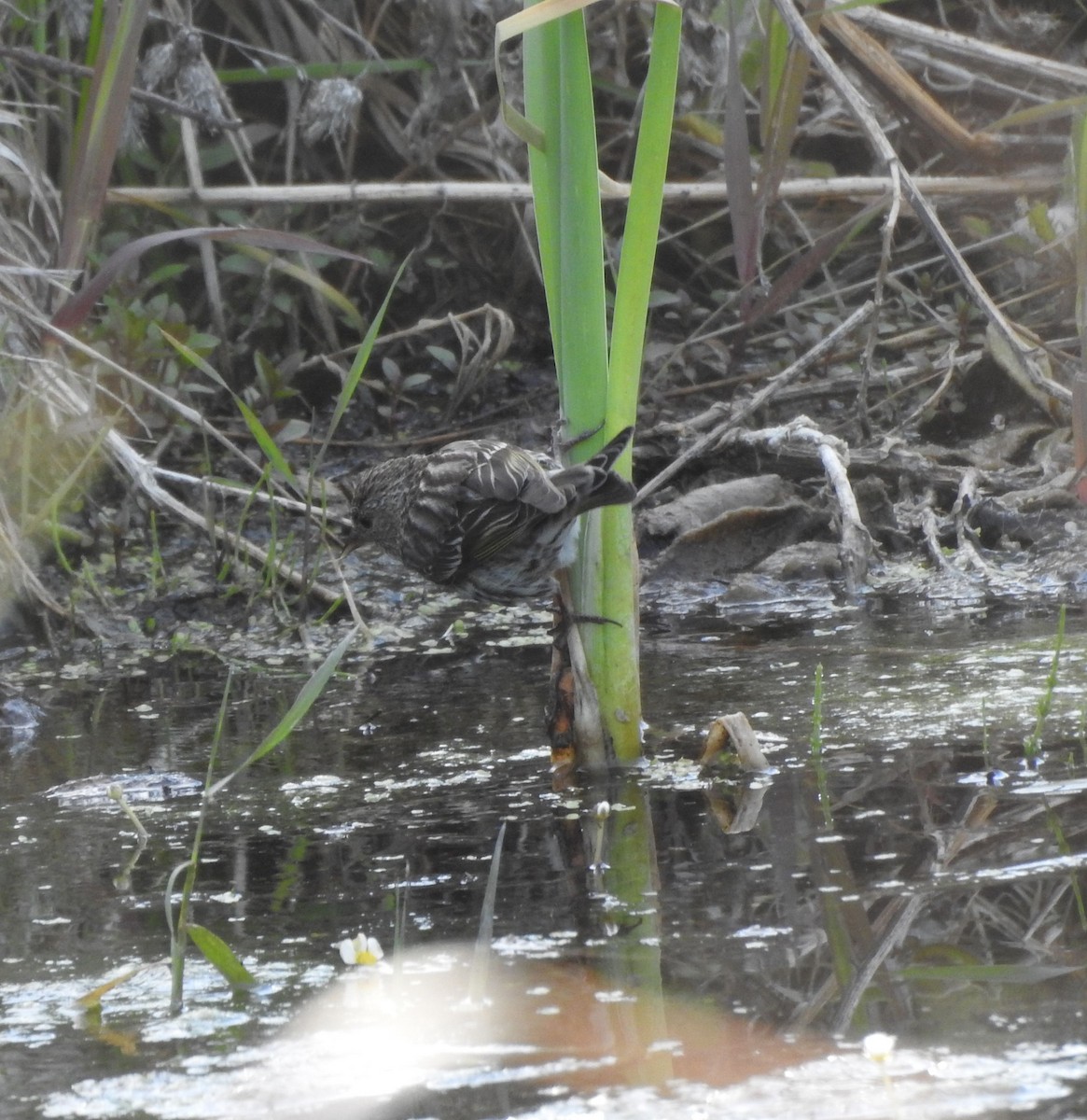 Pine Siskin - ML620794181