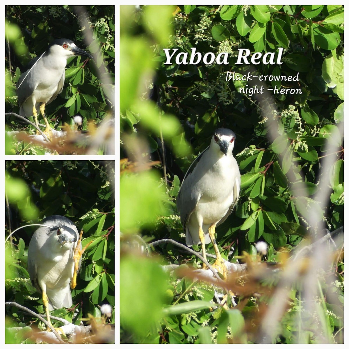 Black-crowned Night Heron - Mirielle Villanueva