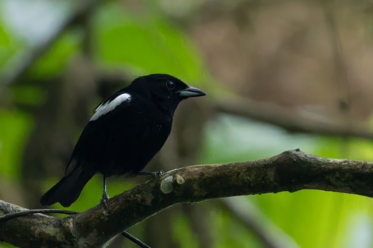 White-shouldered Tanager - ML620794188
