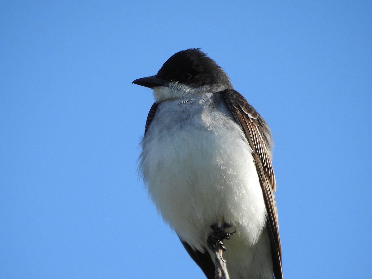 Eastern Kingbird - ML620794191