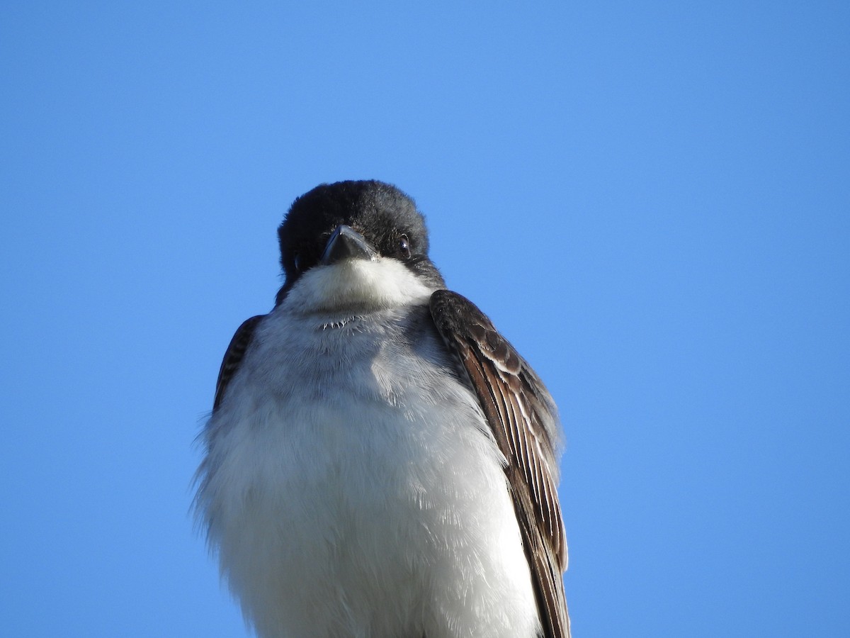 Eastern Kingbird - ML620794192