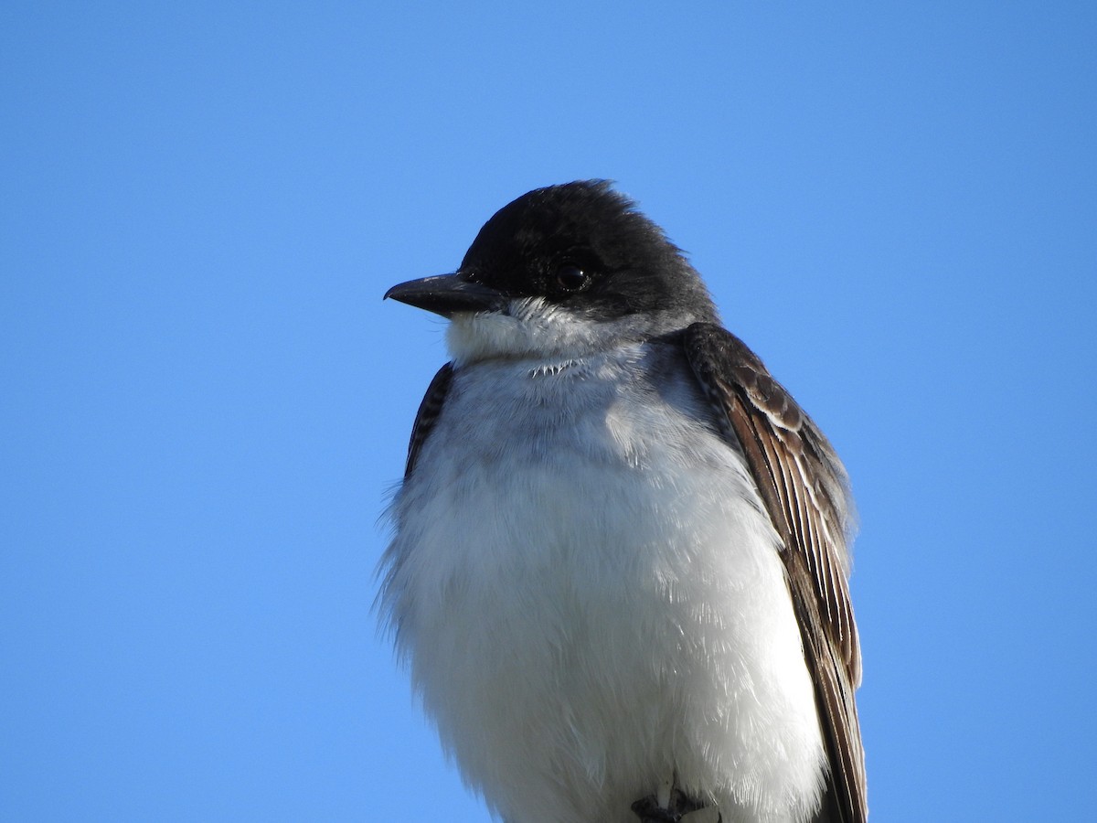 Eastern Kingbird - ML620794193