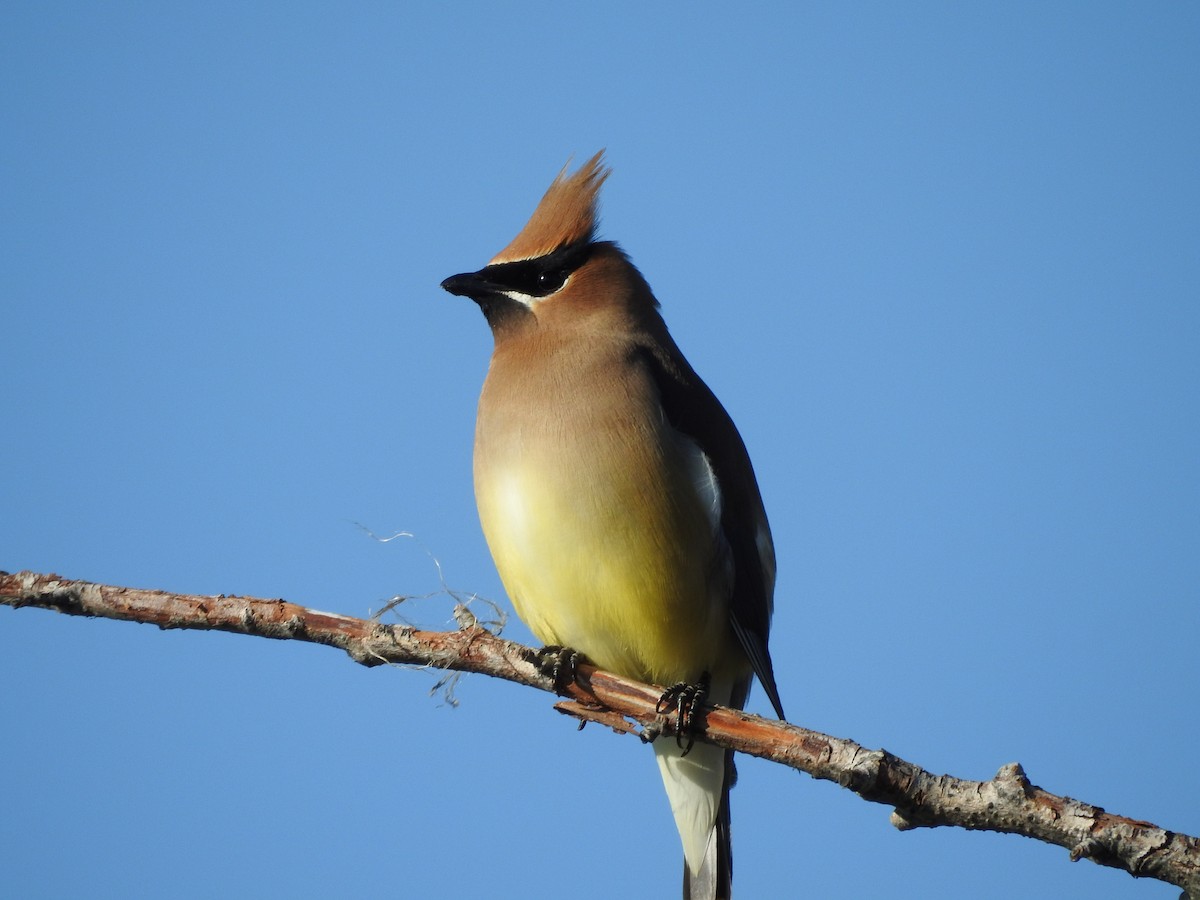 Cedar Waxwing - ML620794198