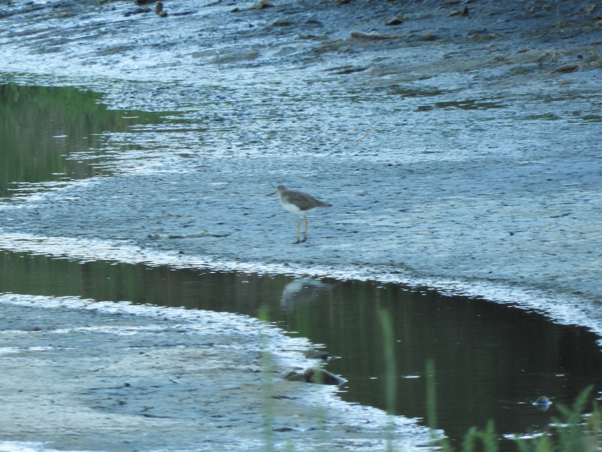 Greater Yellowlegs - ML620794199