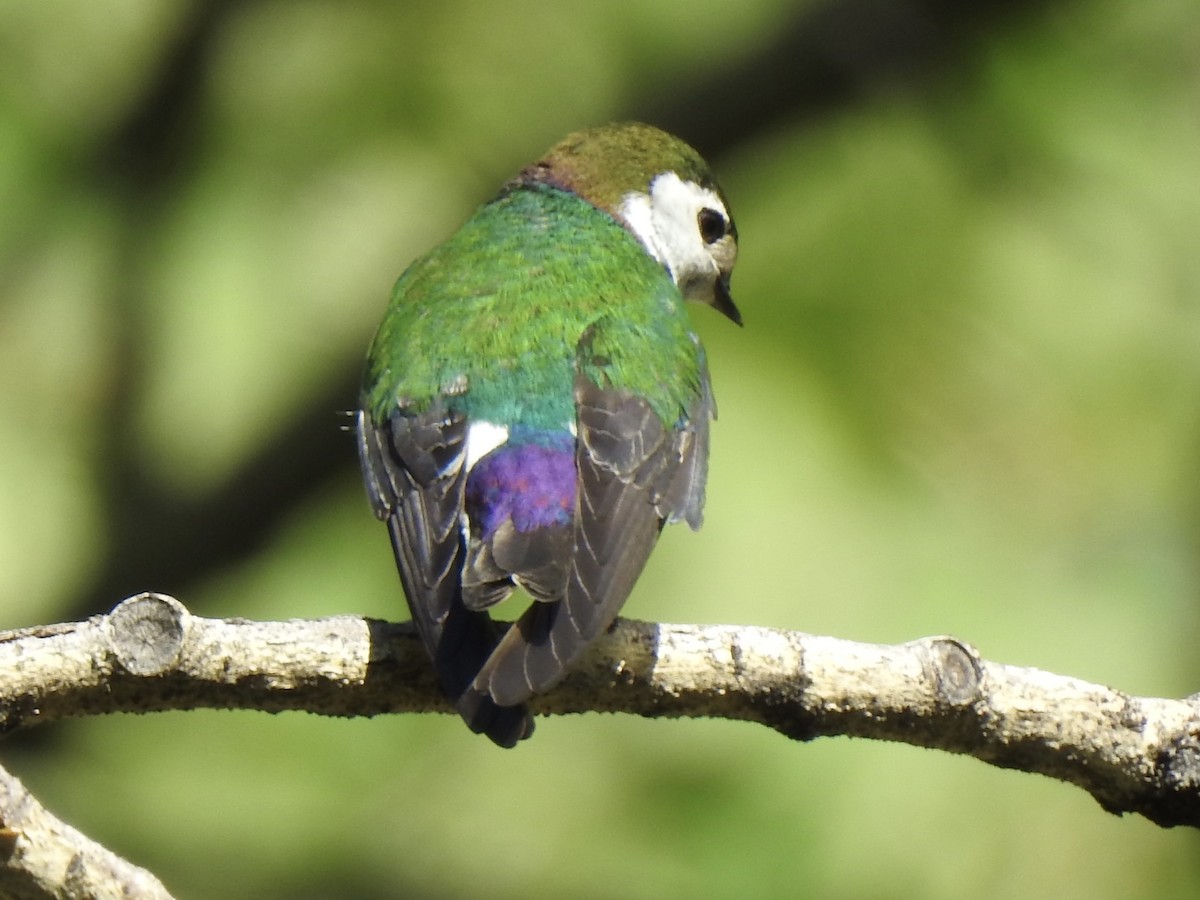 Violet-green Swallow - ML620794201