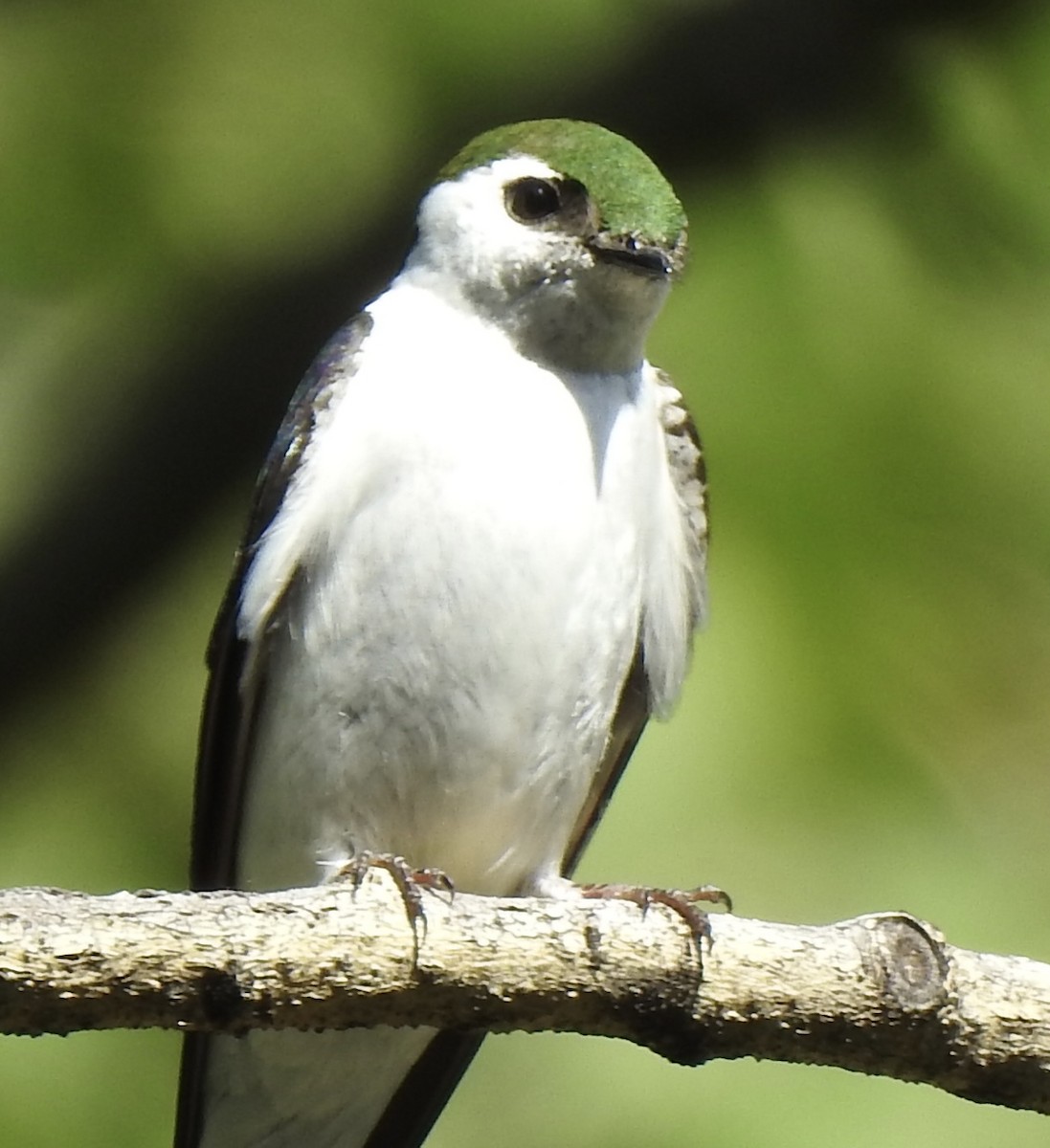 Violet-green Swallow - ML620794202