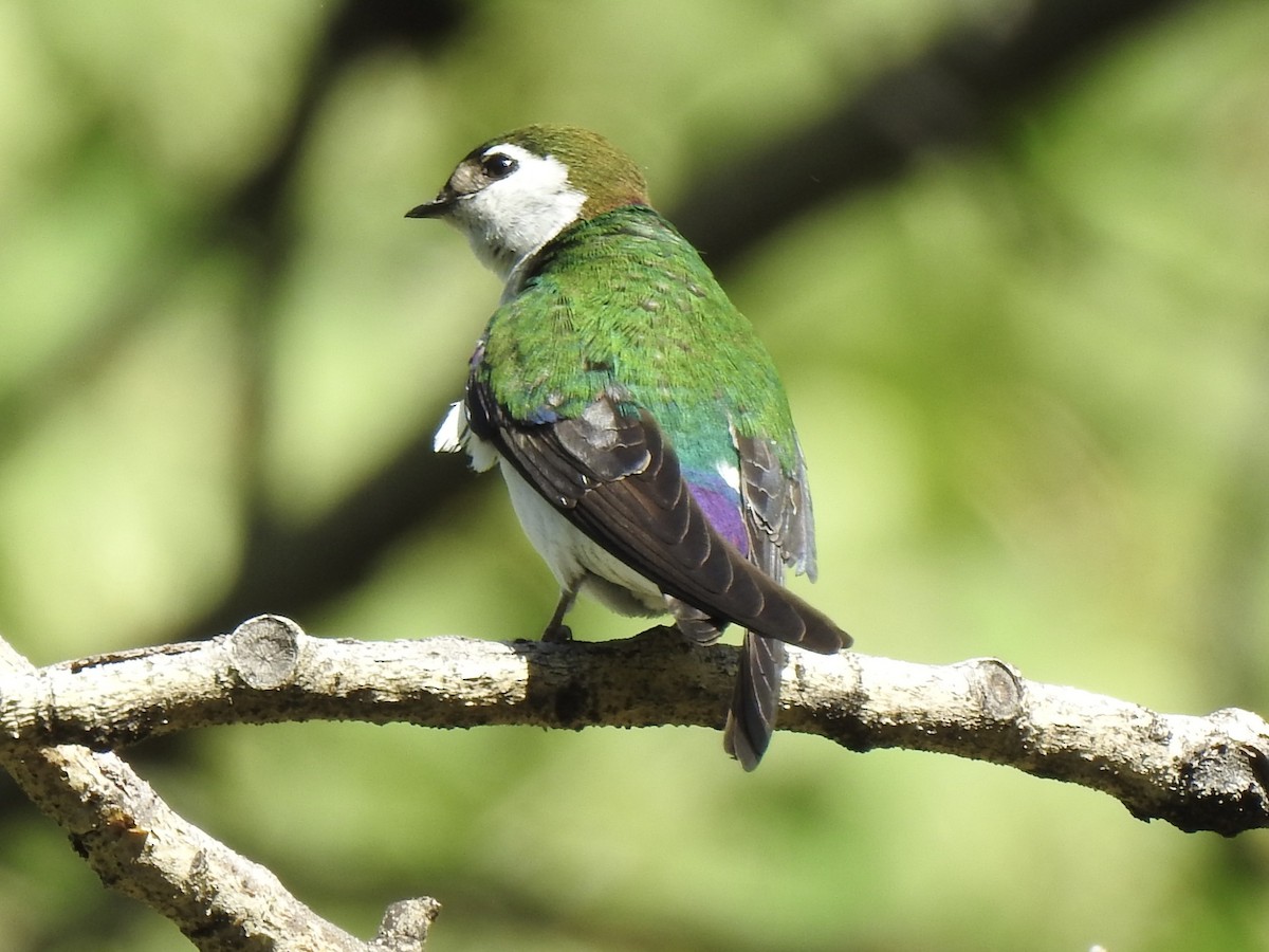 Violet-green Swallow - ML620794203