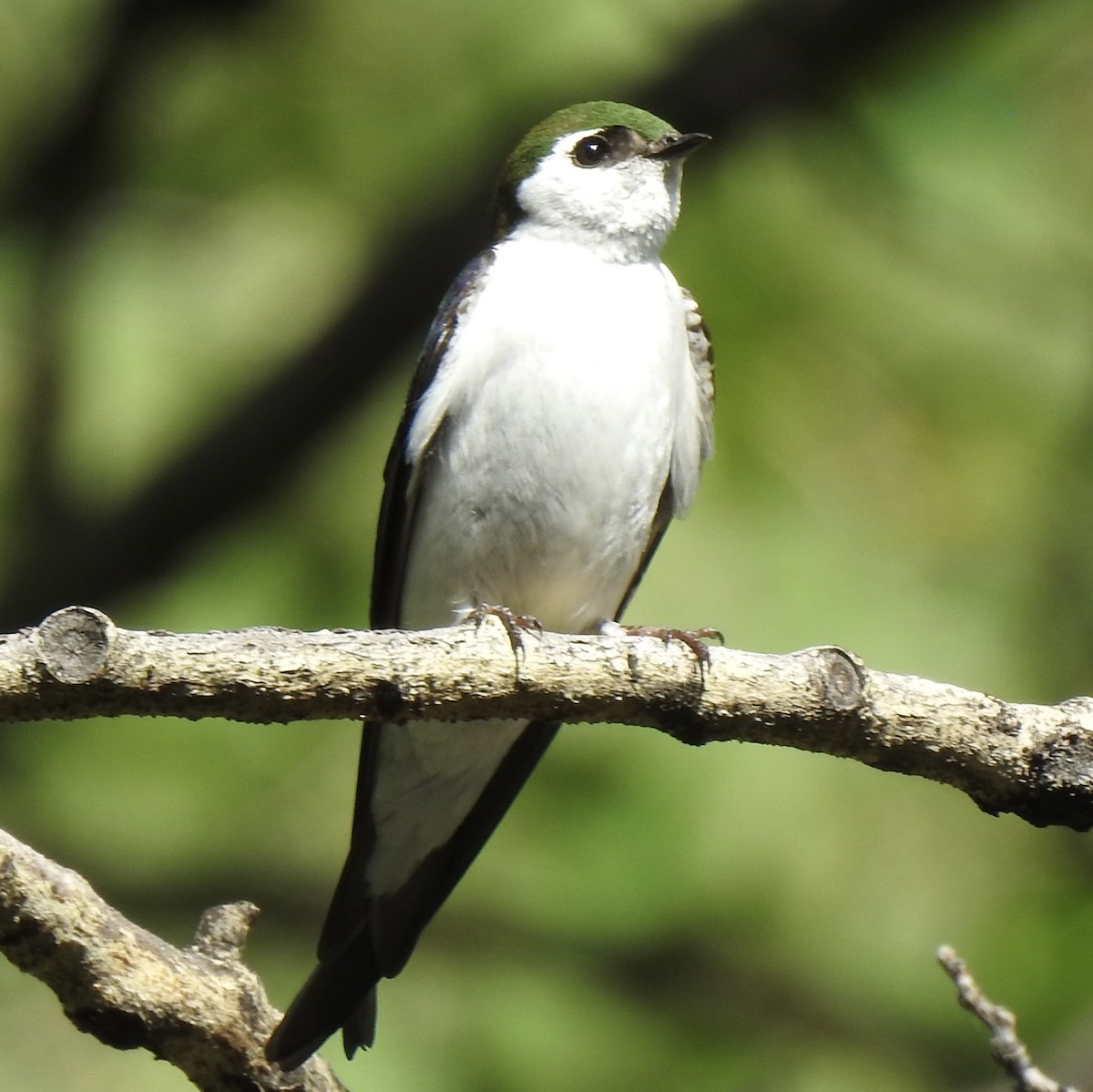 Violet-green Swallow - ML620794204