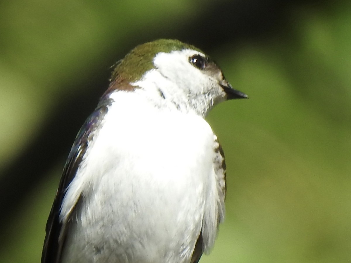 Violet-green Swallow - Terry Crowe